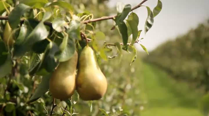 Peren