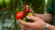 Tomaten