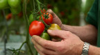Tomaten