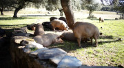 Ibericoham
