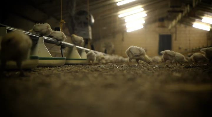 AHL_PRD_AH_Leverancier_Kippen_FINAL.f4v