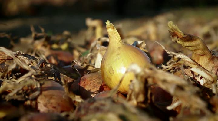 AHL_PRD_AH_Leverancier_Uien_Final-1.mp4